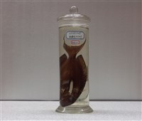 藏品(一字刺尾鯛)的圖片